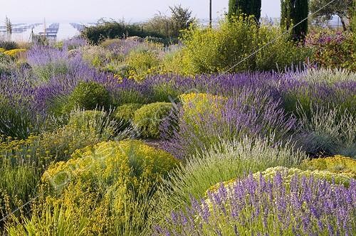 Biosphoto | 2034120 | Lavenders in bloom in a mediterranean garden | &copy; Marc Chatelain / Biosphoto