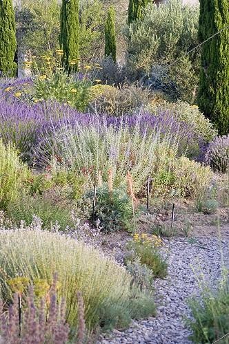 Biosphoto | 2034121 | Lavenders in bloom in a mediterranean garden | &copy; Marc Chatelain / Biosphoto