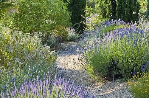 Biosphoto | 2034122 | Lavenders in bloom in a mediterranean garden | &copy; Marc Chatelain / Biosphoto