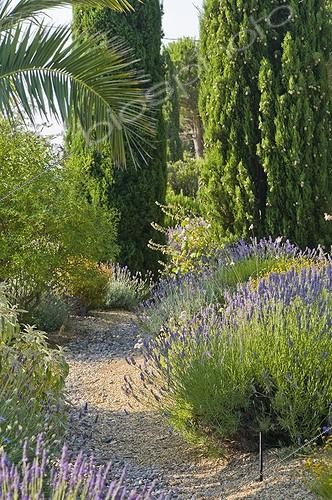 Biosphoto | 2034123 | Lavenders in bloom in a mediterranean garden | &copy; Marc Chatelain / Biosphoto
