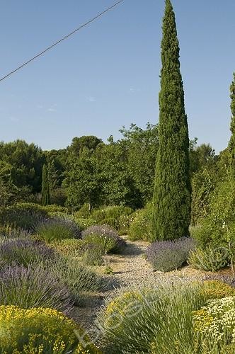 Biosphoto | 2034124 | Lavenders in bloom in a mediterranean garden | &copy; Marc Chatelain / Biosphoto