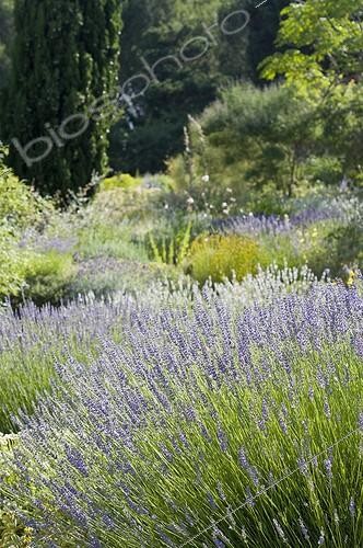 Biosphoto | 2034126 | Lavenders in bloom in a mediterranean garden | &copy; Marc Chatelain / Biosphoto