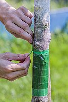 Biosphoto | 2441417 | Laying a sticky band on a trunk: ants raising aphids in the branches stick to it. | &copy; Jean-Michel Groult / Biosphoto