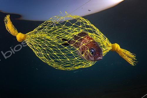 Biosphoto | 2490464 | Le  Bonbon jaune . Castagnole (Chromis chromis) piégée dans un filet en plastique jaune utilisé pour emballer les citrons, Marina di Bacoli Napoli, Campanie, Italie | &copy; Pasquale Vassallo / Biosphoto