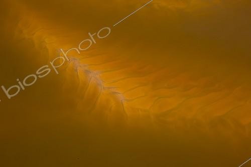 Biosphoto | 963220 | Le fleuve Rio Tinto dans la province de Huelva Espagne | &copy; Juan-Carlos Muñoz / Biosphoto