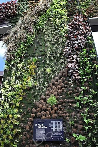 Biosphoto | 2393152 | Le mur végétal du quai Branly Jacques Chirac, Paris, France | &copy; Eric Guilloret / Biosphoto