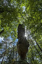 Biosphoto | 2544861 | Le rocher de l'Homme, près de Dambach, Rocher de grès remarquable dans le Parc Régional des Vosges du Nord, France | &copy; Jean-Philippe Delobelle / Biosphoto