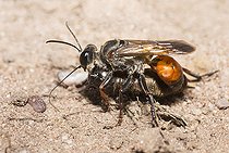 Biosphoto | 2148619 | le Sphex grillyvore (Sphex funerarius) capturant un Grillon, Parc naturel régional des Vosges du Nord, France | &copy; Michel Rauch / Biosphoto