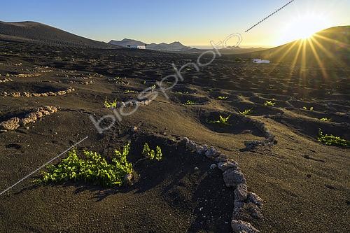 Biosphoto | 2547742 | Le vignoble de La Geria, sur l'ile de Lanzarote, aux Canaries. La Geria est la région viticole de Lanzarote où des milliers de petits murs semi-circulaires (appelés zocos) sont répartis sur le sol volcanique (scories de basalte), chacun abritant un unique cep de vigne à l'abri du vent constant et recueillant la condensation du brouillard nocturne. Cela crée un paysage très original et caractéristique de cette ile aride. | &copy; Jean-Philippe Delobelle / Biosphoto