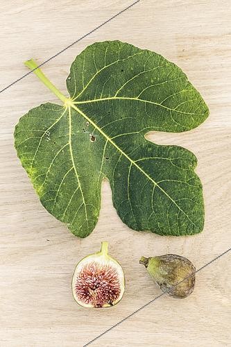 Biosphoto | 2582858 | Leaf and fruit of the 'Grise de Saint Jean' fig, on a wood background. | &copy; Jean-Michel Groult / Biosphoto