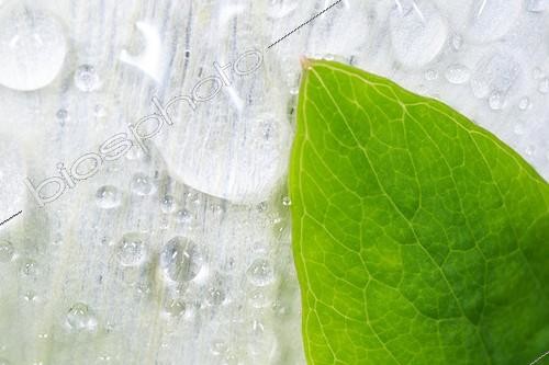 Biosphoto | 2044895 | Leaf and white petal after rain - Alsace France  | © Benoît Personnaz / Biosphoto