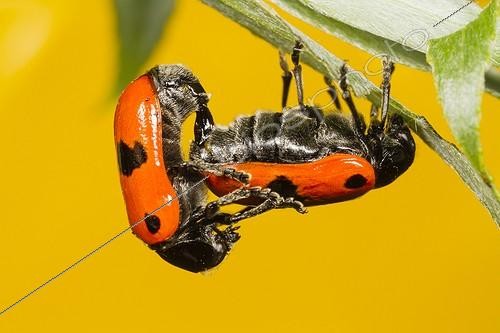 Biosphoto | 1987566 | Leaf Beetle mating - Alsace France | &copy; Benoît Personnaz / Biosphoto