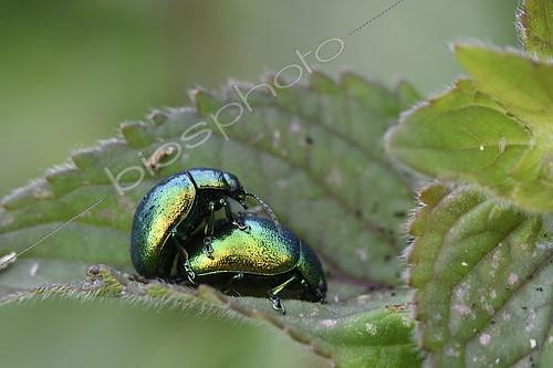 Biosphoto | 2157138 | Leaf beetles mating on a leaf, Franche-Comté, France | &copy; Dominique Delfino / Biosphoto