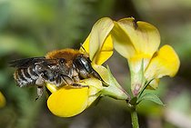 Biosphoto | 2427293 | Leaf-Cutter Bee (Anthidium byssina) female on Common Bird's-foot-trefoil (Lotus corniculatus), Northern Vosges Regional Nature Park, France | &copy; Michel Rauch / Biosphoto