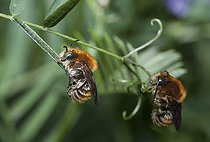 Biosphoto | 2427294 | Leaf-Cutter Bee (Anthidium byssina) males sleeping, Northern Vosges Regional Nature Park, France | &copy; Michel Rauch / Biosphoto