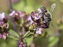 Biosphoto | 2411951 | Leaf-cutting bee (Megachile apicalis) on Sweet marjoram (Origanum majorana), Regional Natural Park of Northern Vosges, France | &copy; Michel Rauch / Biosphoto