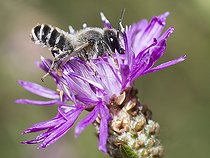 Biosphoto | 2410351 | Leaf-cutting bee (Megachile ericetorum) male on Knapweed, Regional Natural Park of Northern Vosges, France | &copy; Michel Rauch / Biosphoto