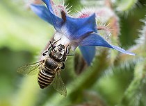 Biosphoto | 2444166 | Leaf-cutting bee (Megachile pilidens) female on borage flower (Borago officinalis), solitary bees, Vosges du Nord Regional Natural Park, France | &copy; Michel Rauch / Biosphoto
