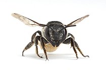Biosphoto | 1251078 | Leaf-cutting Bee on white background | &copy; Michel Gunther / Biosphoto