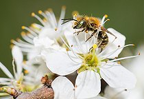 Biosphoto | 2444169 | Leaf-cutting Bee (Osmia gallarum) male on Blackthorn (Prunus spinosa), solitary bees, Vosges du Nord Regional Natural Park, France | &copy; Michel Rauch / Biosphoto