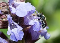 Biosphoto | 2445683 | Leaf-cutting Bee (Osmia gallarum) on Kitchen sage (Salvia officinalis), solitary bees, Vosges du Nord Regional Natural Park, France | &copy; Michel Rauch / Biosphoto