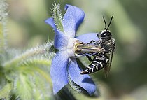 Biosphoto | 2410341 | Leaf-cutting cuckoo bee (Coelioxys afra) on Borago (Borago officinalis), Regional Natural Park of Vosges du Nord, France | &copy; Michel Rauch / Biosphoto