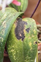 Biosphoto | 2546781 | Leaf of Moth Orchid (Phalaenopsis sp) affected by mites and sunburned. | &copy; Jean-Michel Groult / Biosphoto