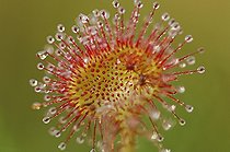 Biosphoto | 283230 | Leaf of Roundleaf sundews Vosges France | &copy; Christophe Sidamon-Pesson / Biosphoto