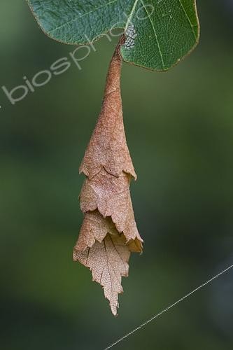 Biosphoto | 2563257 | Leaf rolled into a cigar by the Birch Leaf Roller (Deporaus betulae), Lispach peat bog, Chajoux valley, Vosges, France | &copy; Stéphane Vitzthum / Biosphoto