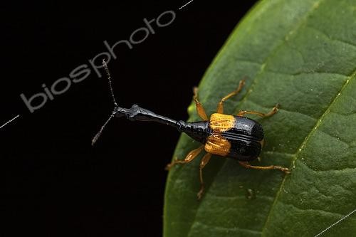 Biosphoto | 2552987 | Leaf-rolling weevil (Madagasocycnelus humeralis) male, Vohimana, Madagascar | &copy; Frank Deschandol & Philippe Sabine / Biosphoto
