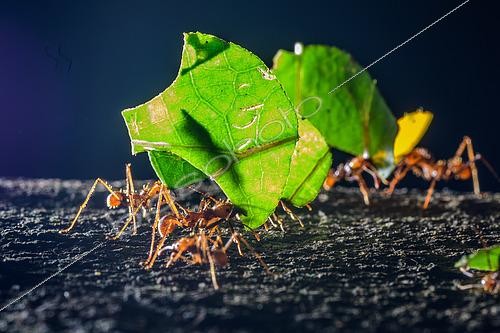 Biosphoto | 2607096 | Leafcutter ant (Atta cephalotes), Bocas del toro, Panama | &copy; Régis Cavignaux / Biosphoto