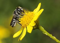 Biosphoto | 2051242 | Leafcutter bee (Megachile rotundata) on female Pulicaire (Pulicaria dysenterica), 2015 July 16, Northern Vosges Regional Nature Park, France, ranked World Biosphere Reserve by UNESCO, France | &copy; Michel Rauch / Biosphoto