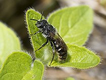 Biosphoto | 2408883 | Leafcutting bee (Osmia rufohirta) sun bathing, Ballons des Vosges Regional Natural Park, France | &copy; Michel Rauch / Biosphoto