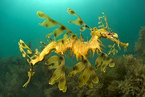 Biosphoto | 2602176 | Leafy sea dragon (Phycodurus eques) under Kingscote jetty, Kangaroo Island, South Asutralia | &copy; Mathieu Foulquié / Biosphoto