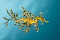 Biosphoto | 1623511 | Leafy sea dragon swimming South Australia  | &copy; Fabien Michenet / Biosphoto