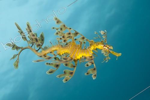 Biosphoto | 1623511 | Leafy sea dragon swimming South Australia  | &copy; Fabien Michenet / Biosphoto