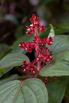 Biosphoto | 2497777 | Leandra sp., Ilhabela, Sao Paulo state, Brazil | &copy; Marie Aymerez / Biosphoto