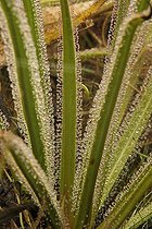 Biosphoto | 508583 | Leaves insect traps of King Sundew | &copy; Hervé Lenain / Biosphoto