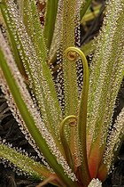 Biosphoto | 508584 | Leaves insect traps of King Sundew | &copy; Hervé Lenain / Biosphoto