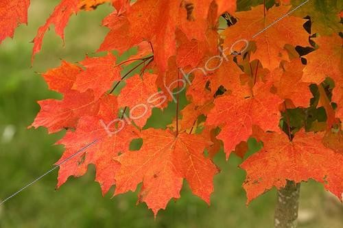 Biosphoto | 86079 | Leaves of acer in october | &copy; Hervé Lenain / Biosphoto