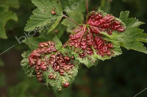 Biosphoto | 175516 | Leaves of Cultivaed currant infected by aphids | &copy; Stoelwinder / Biosphoto
