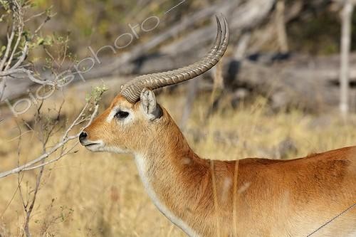 Biosphoto | 2045567 | Lechwe in the bush - Botswana | &copy; Stéphan Bonneau / Biosphoto