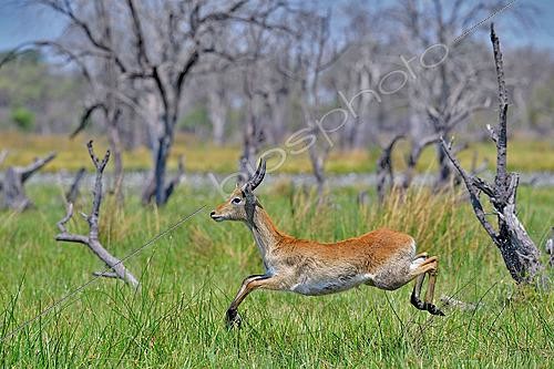 Biosphoto | 2623070 | Lechwe (Kobus leche) young male jumping. Botswana. | &copy; Michel Bureau / Biosphoto