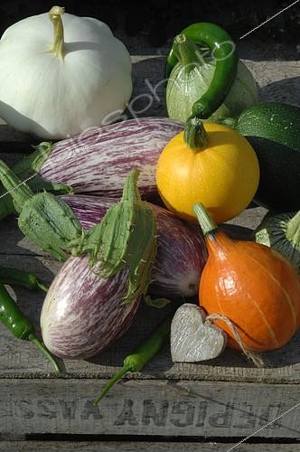 Biosphoto | 2073123 | Légumes du jardin : Potimarron (Cucurbita maxima), Courgettes de Nice rondes et courgettes jaunes (Cucurbita pepo), Pâtisson (Cucurbita pepo), Aubergine tigrée (Solanum melongena), Piment vert (Capsicum annuum) | &copy; Catherine Fruhinsholz / Biosphoto