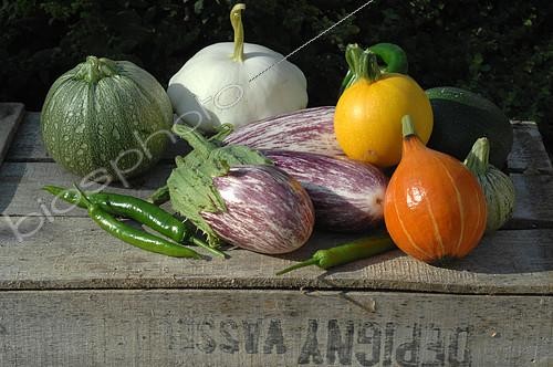 Biosphoto | 2073140 | Légumes du jardin : Potimarron (Cucurbita maxima), Courgettes de Nice rondes et courgettes jaunes (Cucurbita pepo), Pâtisson (Cucurbita pepo), Aubergine tigrée (Solanum melongena), Piment vert (Capsicum annuum) | &copy; Catherine Fruhinsholz / Biosphoto