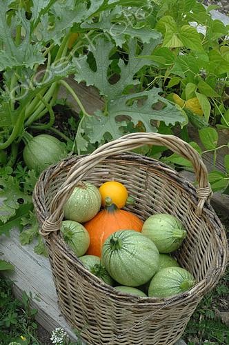 Biosphoto | 2073154 | Légumes du jardin : Potimarron (Cucurbita maxima), Courgettes de Nice rondes et courgettes jaunes (Cucurbita pepo) dans un panier | &copy; Catherine Fruhinsholz / Biosphoto