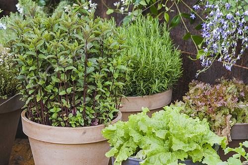 Biosphoto | 2047761 | Légumes et aromatiques en pot sur une terrasse de jardin ; Les légumes-feuilles qui ne forment pas de parties charnues viennent bien en pot, où leurs ressources sont limitées. | &copy; Jean-Michel Groult / Biosphoto