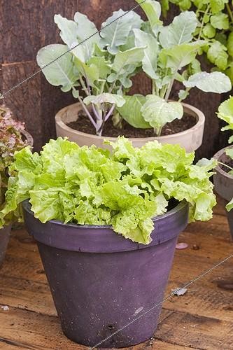 Biosphoto | 2047762 | Légumes et aromatiques en pot sur une terrasse de jardin ; Les légumes-feuilles qui ne forment pas de parties charnues viennent bien en pot, où leurs ressources sont limitées. | &copy; Jean-Michel Groult / Biosphoto