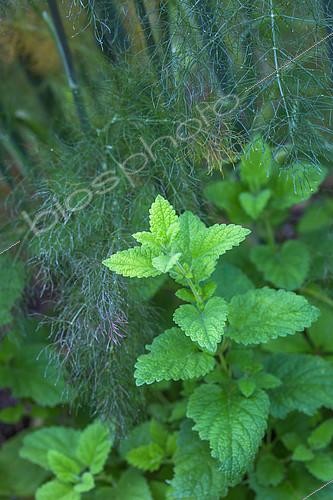 Biosphoto | 2084004 | Lemon balm and Fennel 'Bronze, Provence, France | &copy; Philippe Giraud / Biosgarden / Biosphoto