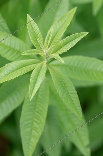 Biosphoto | 2487893 | Lemon beebrush (Aloysia triphylla) leaves, France | &copy; Marie Aymerez / Biosphoto
